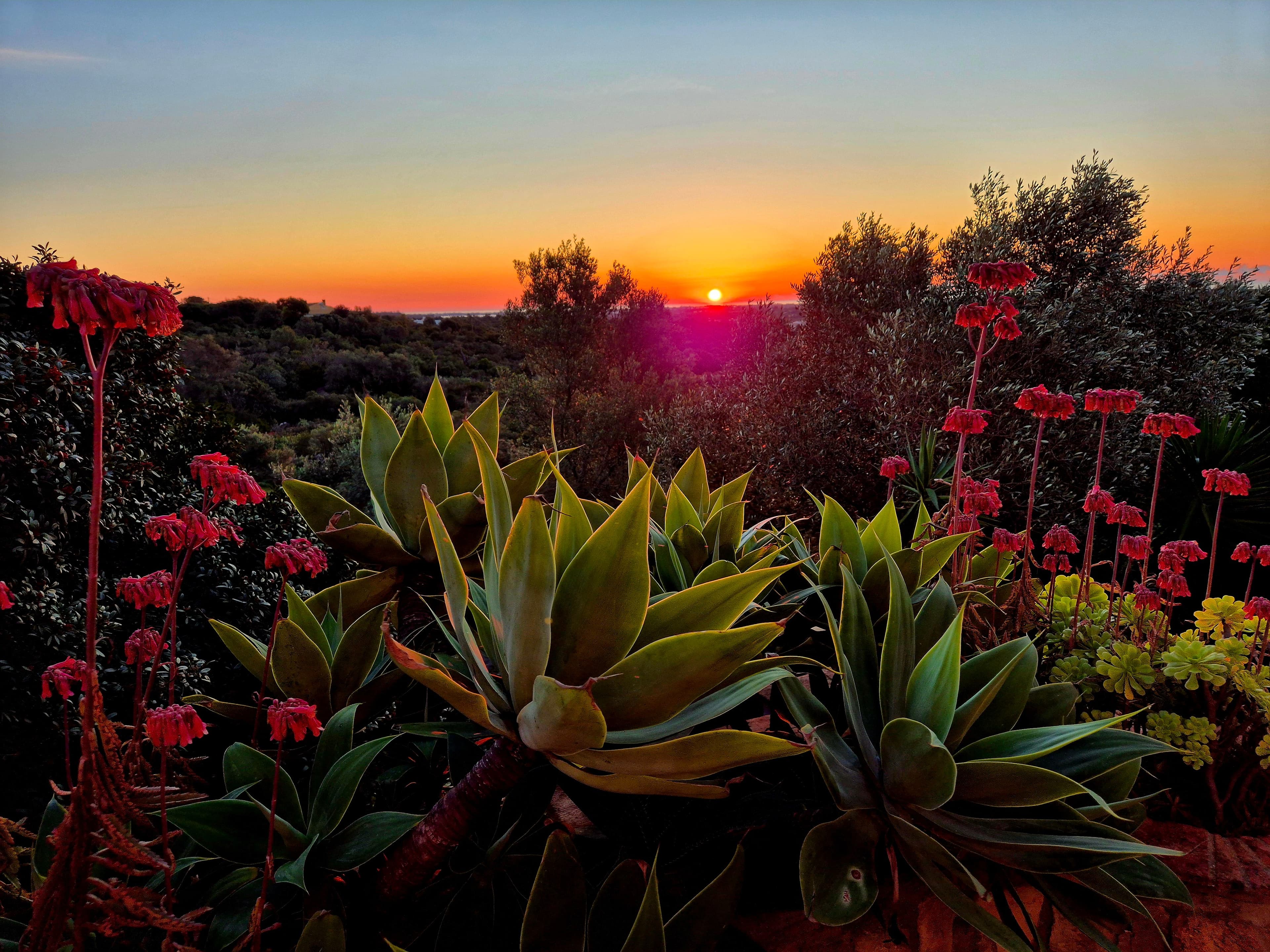 Golden-hour sunset over a Portuguese hillside garden, with agave succulents and coral-red flowers in the foreground beneath an orange sky.